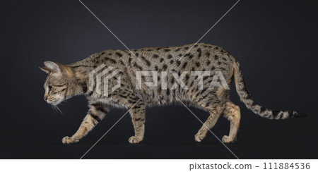 Savannah cat on black background 111884536