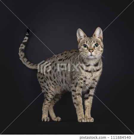 Savannah cat on black background Savannah cat on black background 111884540