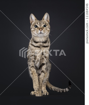 Savannah cat on black background Savannah cat on black background 111884546