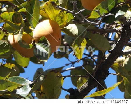 我們的柿子已經到了收穫的季節。 111884807