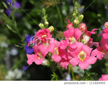 Snapdragon flower ecological photography 111884945