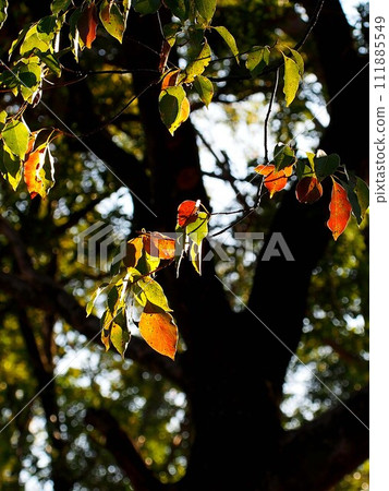 Leaves of camphor tree bathed in winter sunlight (camphor tree at evening park) 111885549