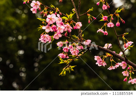 Kawazu cherry blossoms begin to bloom, drenched in light rain Kawazu cherry blossoms begin to bloom, drenched in light rain 111885584
