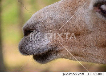 Llama Llama 111886006