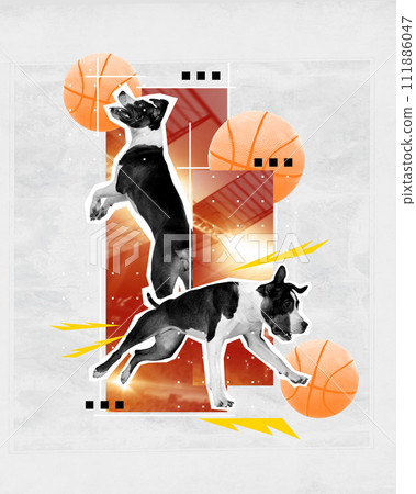 Purebred active dogs in a jump, playing with basketball all over open air arena element on background. Contemporary art collage. 111886047