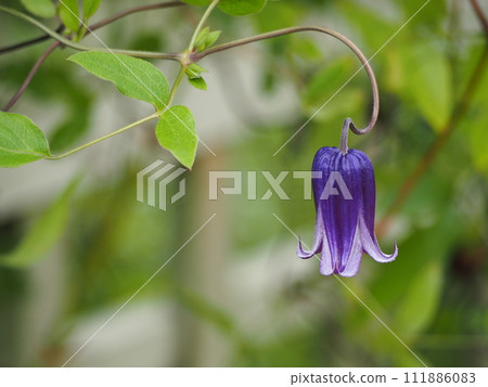 鐘形花鐵線蓮 Rouguchi 鐘形花鐵線蓮 Rouguchi 111886083