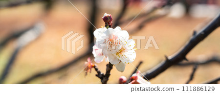 plum blossom japan park Plum blossom flower プラムボッサム うめ plum blossom japan park Plum blossom flower プラムボッサム うめ 111886129