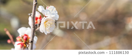 梅花 梅 日本 公園 Plum blossom flower プラムボッサム うめ 111886130