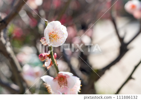 plum blossom japan park Plum blossom flower プラムボッサム うめ plum blossom japan park Plum blossom flower プラムボッサム うめ 111886132