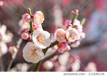 梅花 梅 日本 公園 Plum blossom flower プラムボッサム うめ 111886136