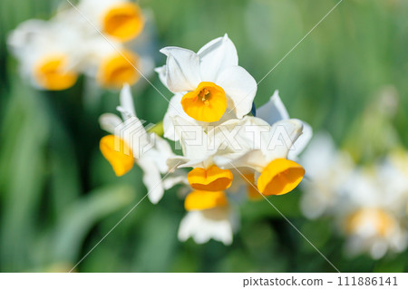 Daffodil flowers in Tsunoshima, Shimonoseki City, Yamaguchi Prefecture 111886141