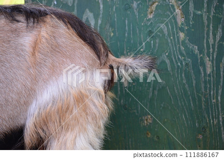 Mara Mara 111886167