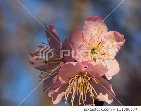 沐浴在透過樹林的陽光下的山茶櫻花（粉紅色的雪割櫻特寫） 111886574