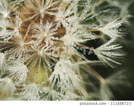 Kamakoei's fluff with drops Kamakoei's fluff with drops 111886723