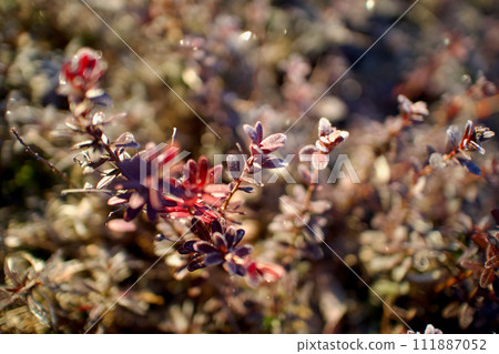 A morning when the winter-colored cranberries are covered in frost and sparkle. A morning when the winter-colored cranberries are covered in frost and sparkle. 111887052