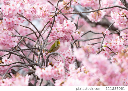 河津櫻花和mezzo 111887061