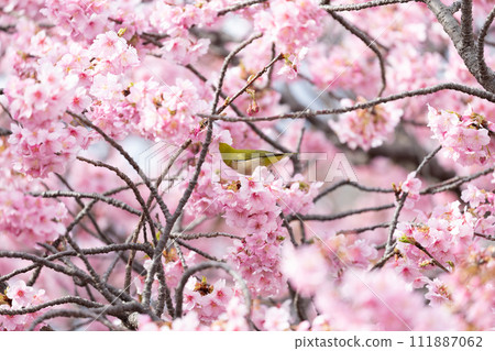 河津櫻花和mezzo 111887062