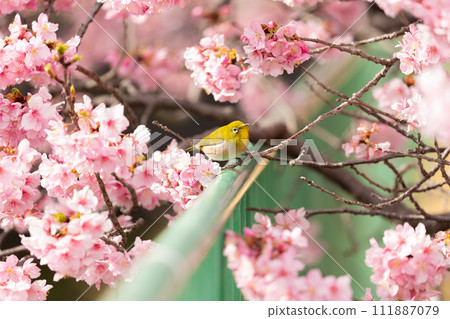 Kawazu cherry tree and mezzo Kawazu cherry tree and mezzo 111887079