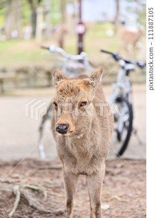 Deer in Nara in spring 111887105