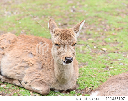 Deer in Nara in spring Deer in Nara in spring 111887107