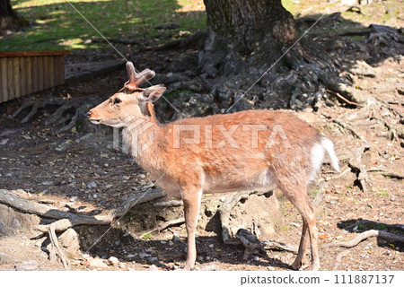 Deer in Nara in spring Deer in Nara in spring 111887137
