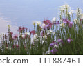 A flower shot on the surface of the water 111887461