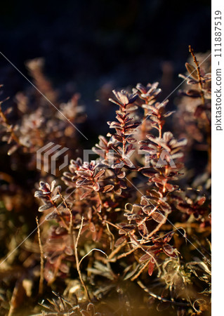 On a winter morning when the frost covering cranberry leaves shines golden, the language of flowers is ``healing the heart.'' 111887519