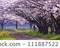 Cherry blossom trees on the Kusaba River 111887522