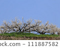 Tanigawa Bairin 111887582
