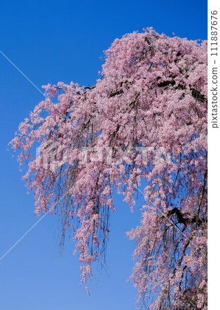 Weeping cherry blossoms in full bloom against the blue sky 111887676