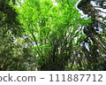 Fresh green Daikatsura 111887712
