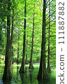 Fresh green Rakusho forest 111887882