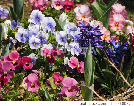 Spring flower bed pansies and hyacinths 111888082