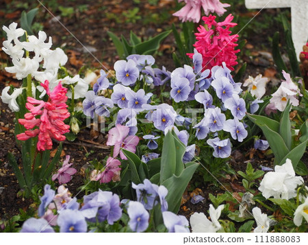 Spring flower bed pansies and hyacinths 111888083