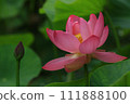 When the ancient lotus blooms 111888100