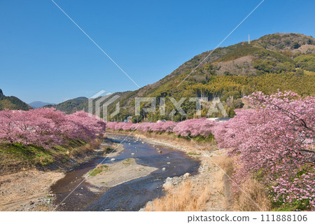 Kawazu櫻桃樹在河津鎮 Kawazu櫻桃樹在河津鎮 111888106
