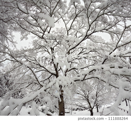 Snow scene at Korinji Temple Snow scene at Korinji Temple 111888264