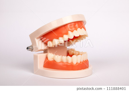 Teeth model on white background. Health and wellness 111888401