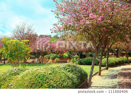 Beautiful blooming garden park in spring day Beautiful blooming garden park in spring day 111888406