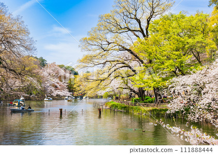 Kichijoji Inokashira Park in full bloom Kichijoji Inokashira Park in full bloom 111888444