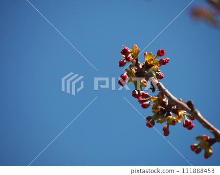 春天的花朵、櫻花、關山花蕾 111888453