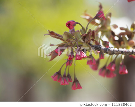 春天的花朵、櫻花、關山花蕾 春天的花朵、櫻花、關山花蕾 111888462