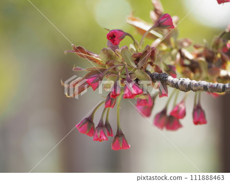 Spring flowers, cherry blossoms, Kanzan buds 111888463