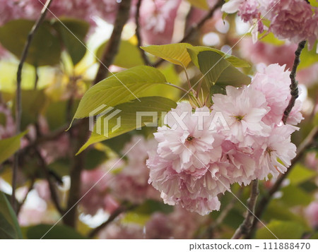 春天的花朵,櫻花,關山 春天的花朵,櫻花,關山 111888470
