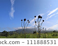 When the lizard blooms 111888531