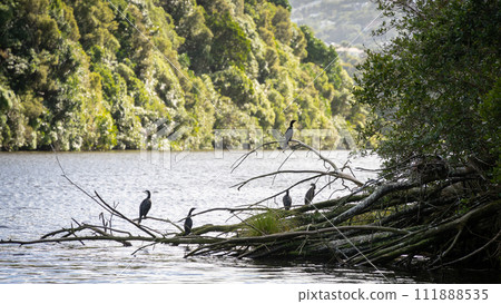 Water birds sitting on the branches on the bank of their lake habitat, New Zealand Water birds sitting on the branches on the bank of their lake habitat, New Zealand 111888535