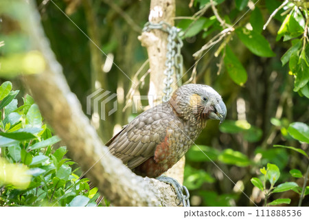 Rare native Kaka parrots sitting on the branch in green forest, New Zealand 111888536