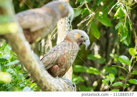 Two rare native Kaka parrots sitting on the branch in green forest, New Zealand Two rare native Kaka parrots sitting on the branch in green forest, New Zealand 111888537