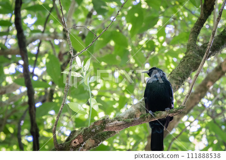 Rare native Tui bird sitting on the branch in green forest, New Zealand 111888538