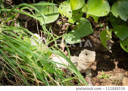 Rare native Tuatara lizard crawling through green foliage green forest, New Zealand 111888539
